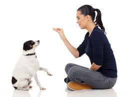 زمان تغذیه توله را بطور منظم اجرا کنید تغذیه سگهای جوان باعث اجابت مزاج در آنها می گردد 