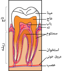 اگر بيند دندانهايش جمله در كنارش افتاد، پس جمله را در كف خود گرفت، دليل كه خويشان خود را جمع كند و نگذارد كه از او جدا گردند.