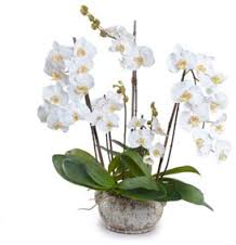 ارکیدها دوست ندارد تا مرز خشکیدگی و پژمردگی (Wilting) بی‌آب بمانند. 