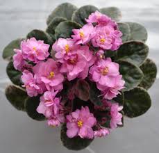 کنه ی سیکالمن از شیره ی گیاهی ساقه و جوانه های بنفشه آفریقایی در نزدیک سطح خاک تغذیه می کند
